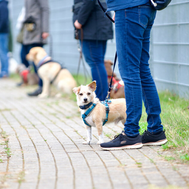 Menschen stehen nebeneinander auf einem Weg, neben ihnen sitzen oder stehen ihre Hunde.