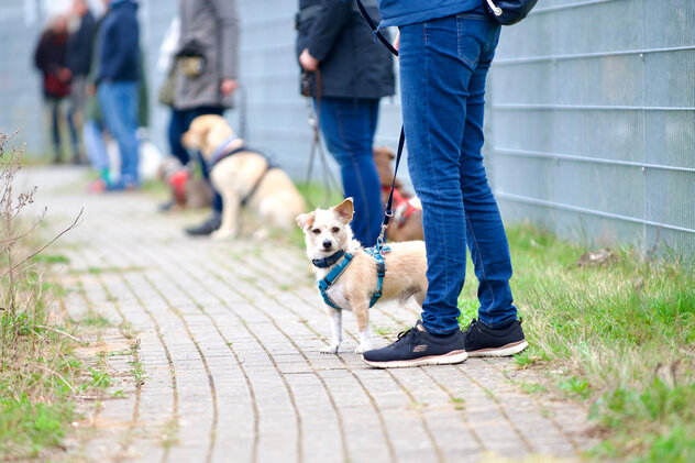 Menschen stehen nebeneinander auf einem Weg, neben ihnen sitzen oder stehen ihre Hunde.