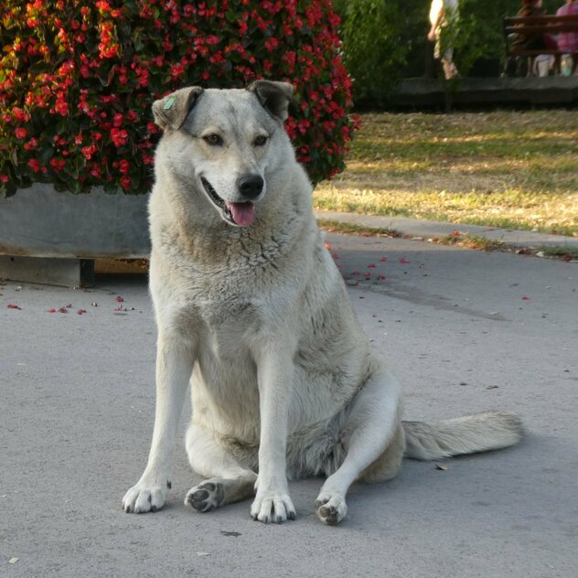 dicker Straßenhund Bulgarien