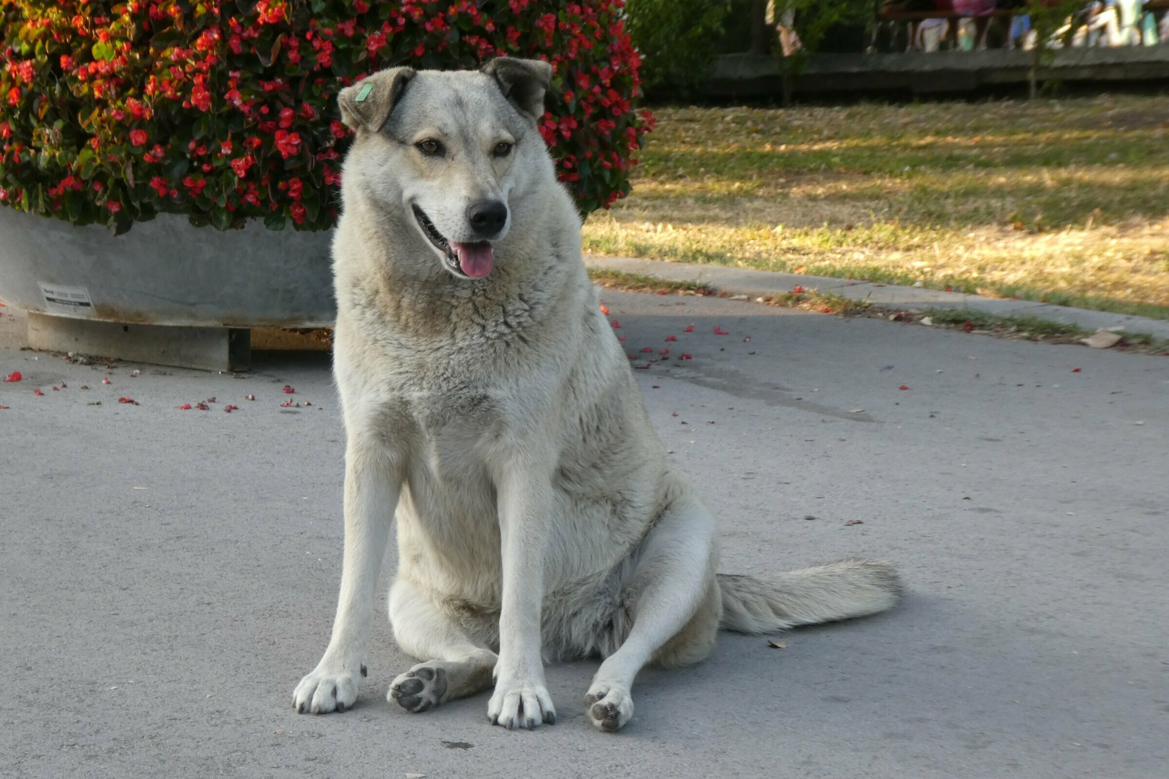 dicker Straßenhund Bulgarien