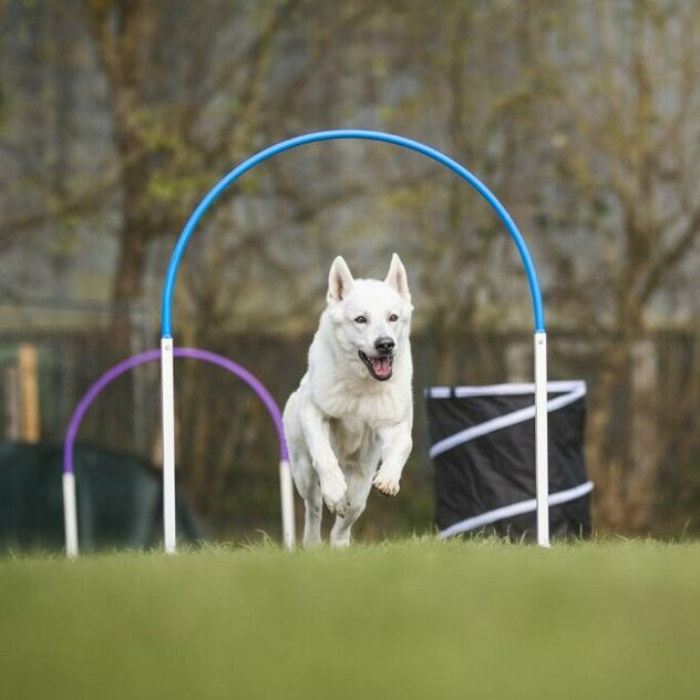 Hund durchläuft Hoop