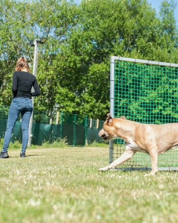 Hund läuft Rum am Gate