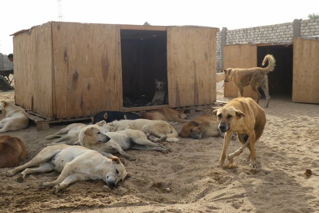 schlafende Hundegruppe vor Verschlag in ägyptischem Tierheim