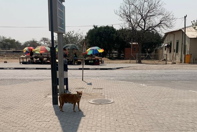 Säugende Hündin an Tankstelle in Südnamibia