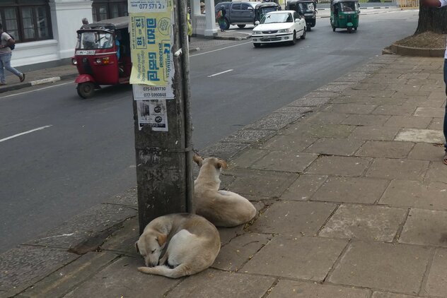 Streuner Laterne Kandy