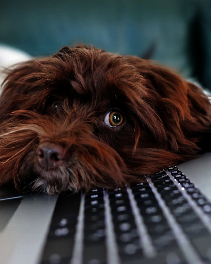 Brauner Havaneser legt seinen Kopf auf geöffnetem Laptop ab