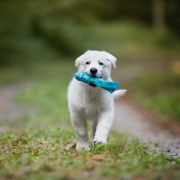 weißer Schäferhund Welpe Jimmy apportiert Spielzeug