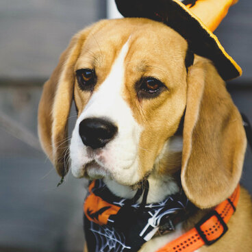 Ein Beagle mit einem aufgesetzten Hexenhut.