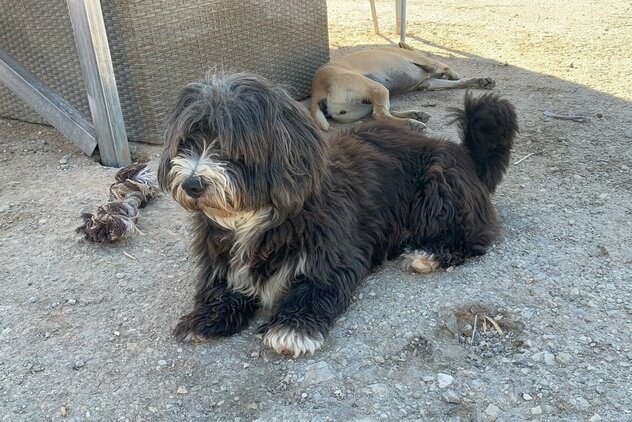 Wuscheliger Hund im Souda Shelter sucht neues Zuhause