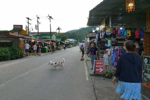 Thailändischer Streuner mit Kragen 