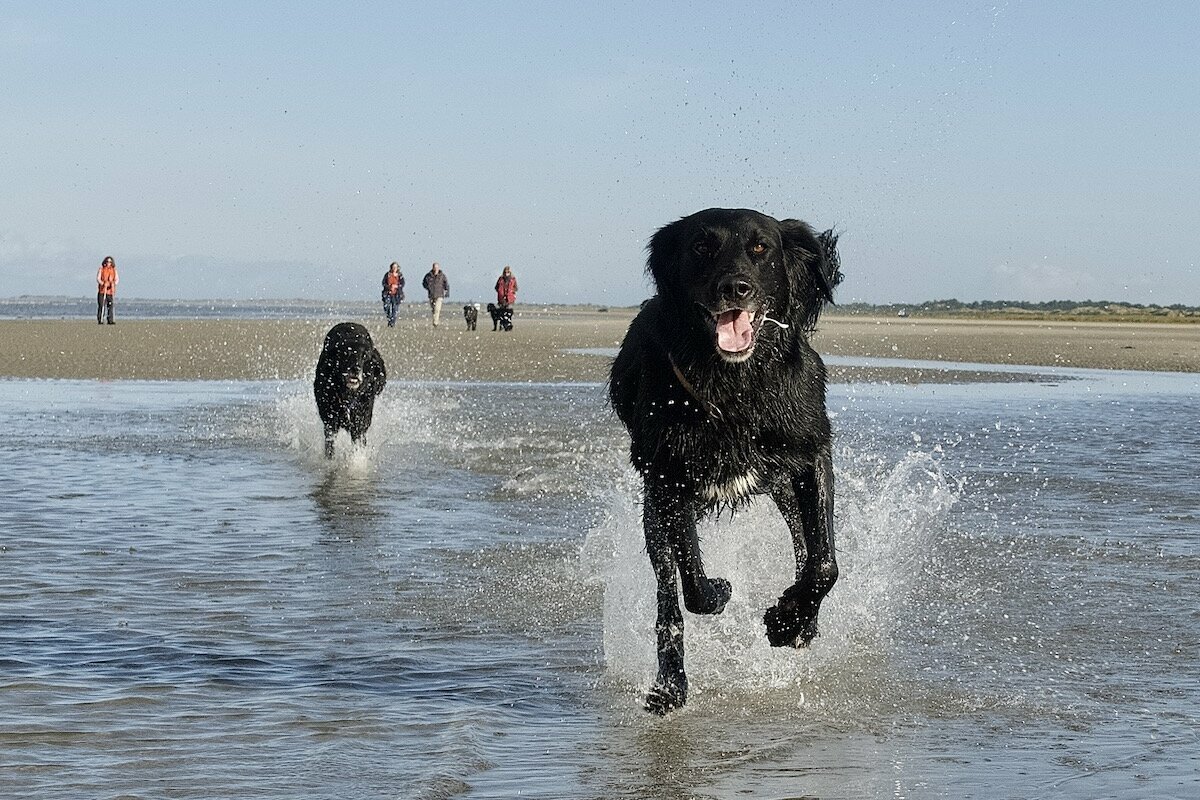 Zwei schwarze Hunde laufen durch spritzendes Wasser.