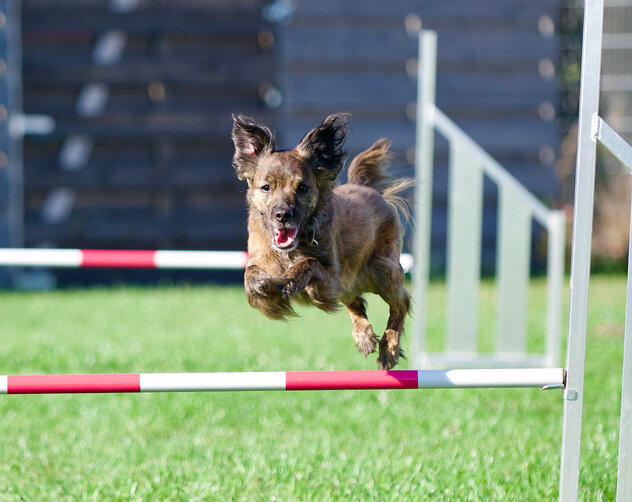 Hundebeschäftigung: Ein kleiner brauner Hund springt über eine weiß-rot-gestreifte Stange..