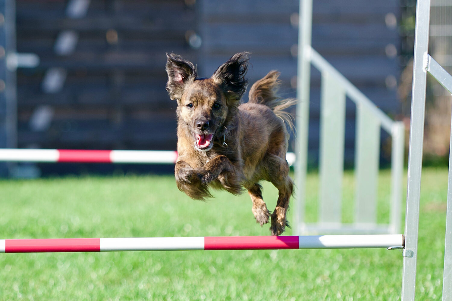 Hundebeschäftigung: Ein kleiner brauner Hund springt über eine weiß-rot-gestreifte Stange..