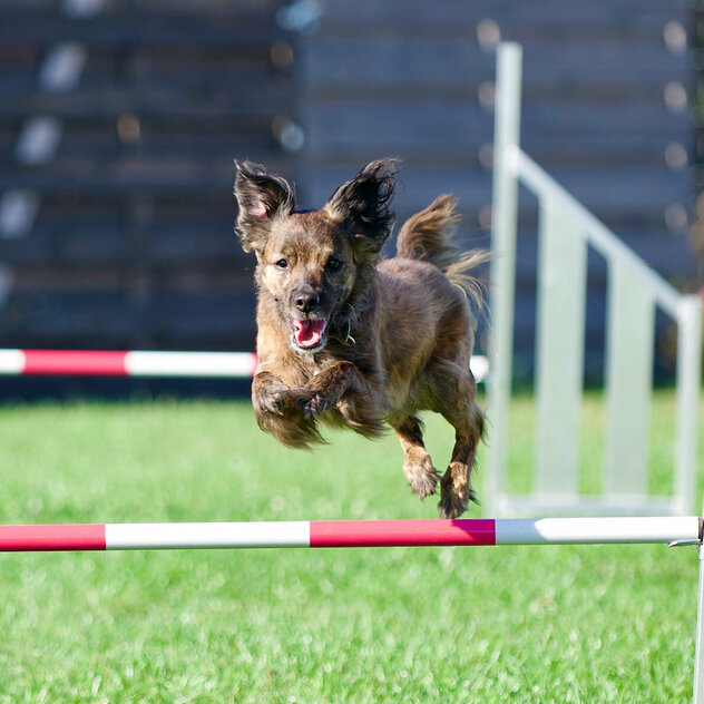 Hundebeschäftigung: Ein kleiner brauner Hund springt über eine weiß-rot-gestreifte Stange..