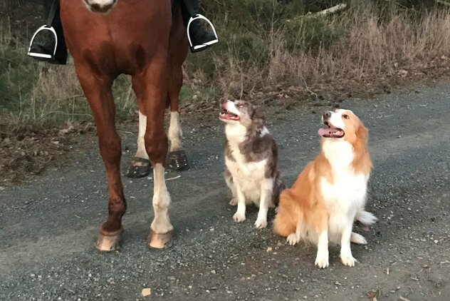 Reiterin mit zwei Border Collies neben Pferd