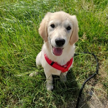 Golden Retriever Yuki als Welpe