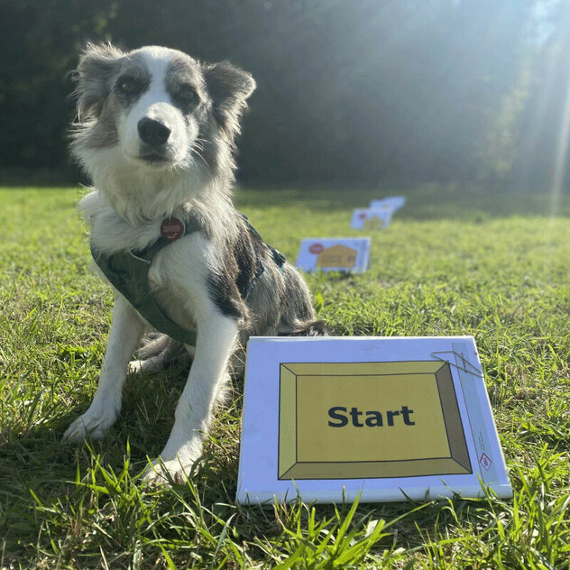 Eine Border Collie Hündin steht neben einem Rally Obedience Start Schild.