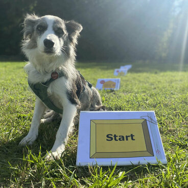 Eine Border Collie Hündin steht neben einem Rally Obedience Start Schild.