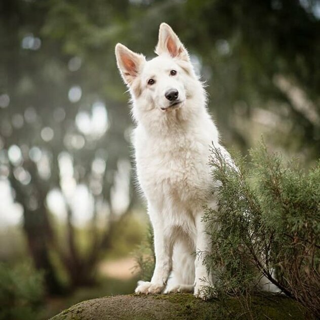 Weißer Schäferhund sitzt auf einem Stein