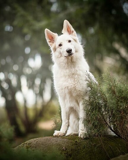 Weißer Schäferhund sitzt auf einem Stein