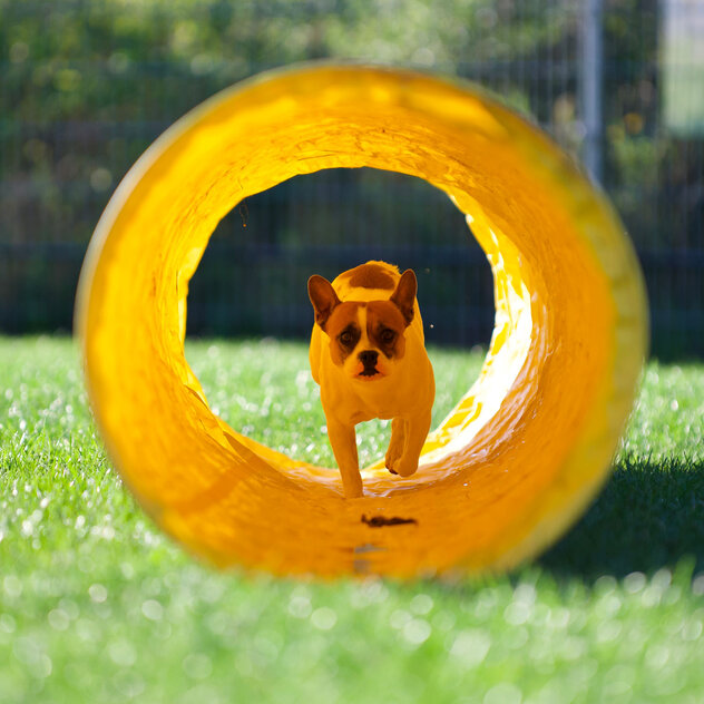 Ein kleiner Hund läuft durch einen gelben Tunnel.