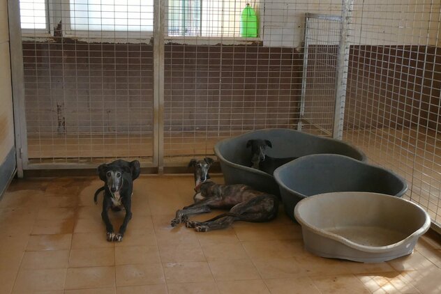 eine Gruppe braungestromter Galgos in einem Tierheimzwinger