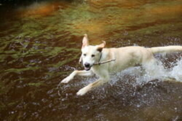 Cooper mit Stock im Maul läuft Bachlauf entlang und schaut lustig zu Kamera