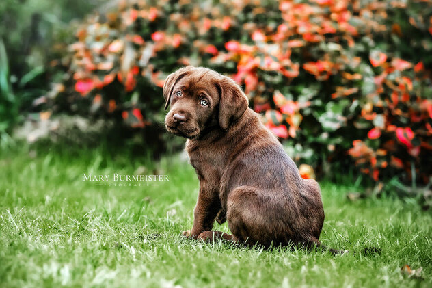 brauner Labrador Welpe schaut seitlich