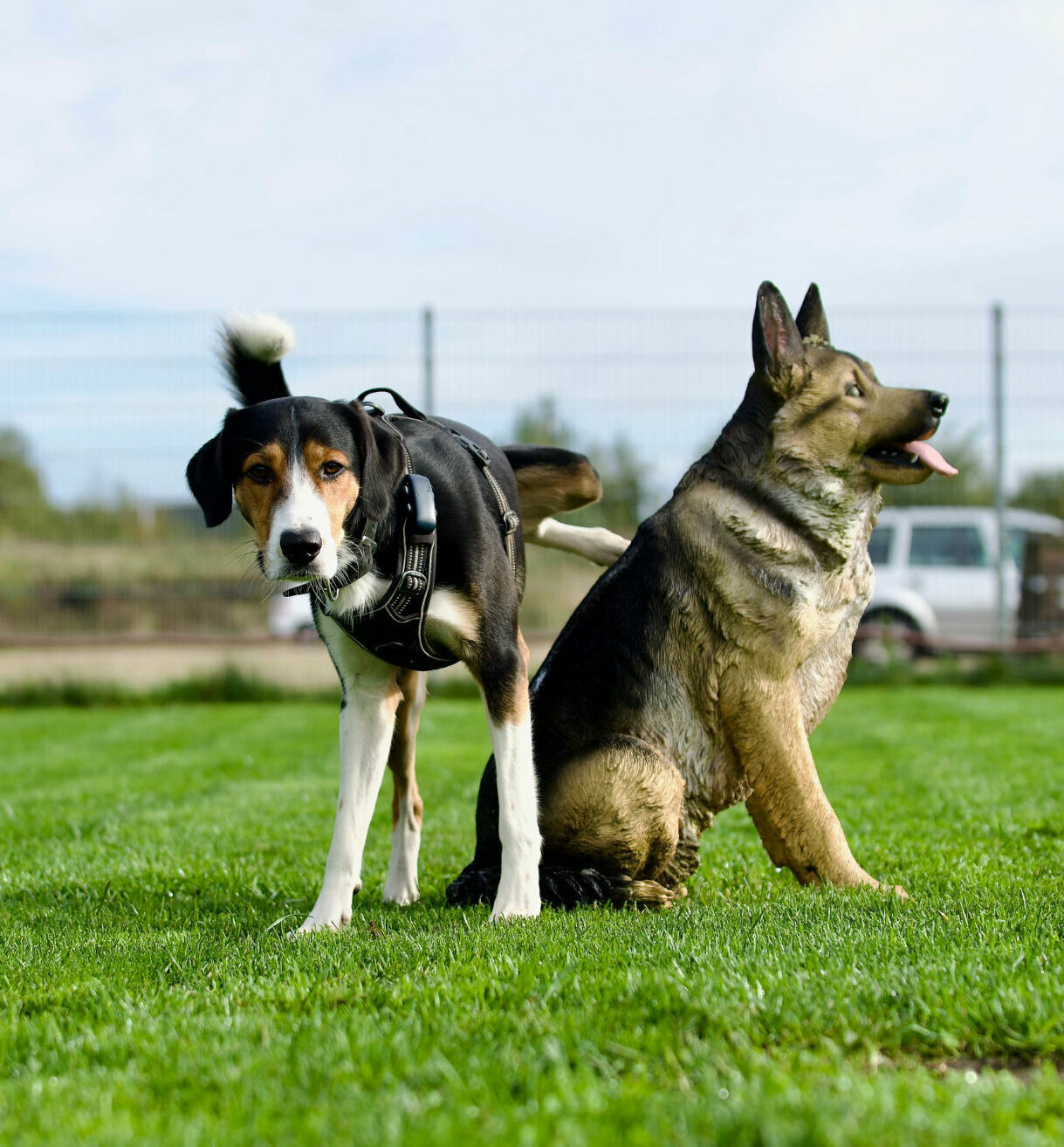 Ein Rüde hebt sein Bein an einer hundeähnlichen Kunststofffigur und markiert diesen.