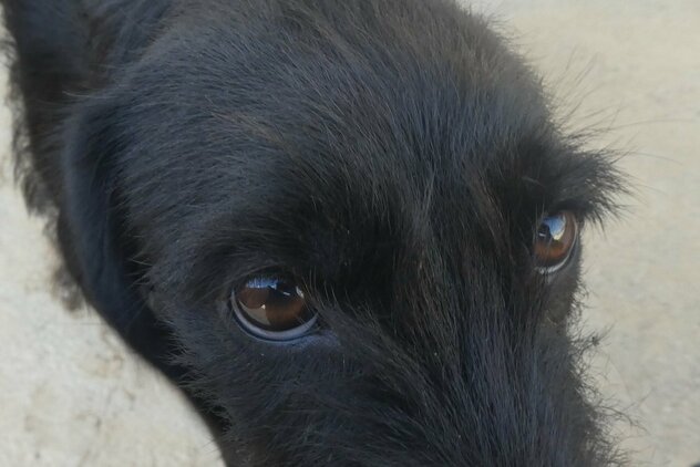 Porträt schwarzer Hund im Souda Shelter