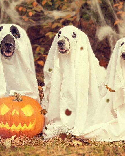 Halloween - Special: Der Gruselspaß für Mensch und Hund