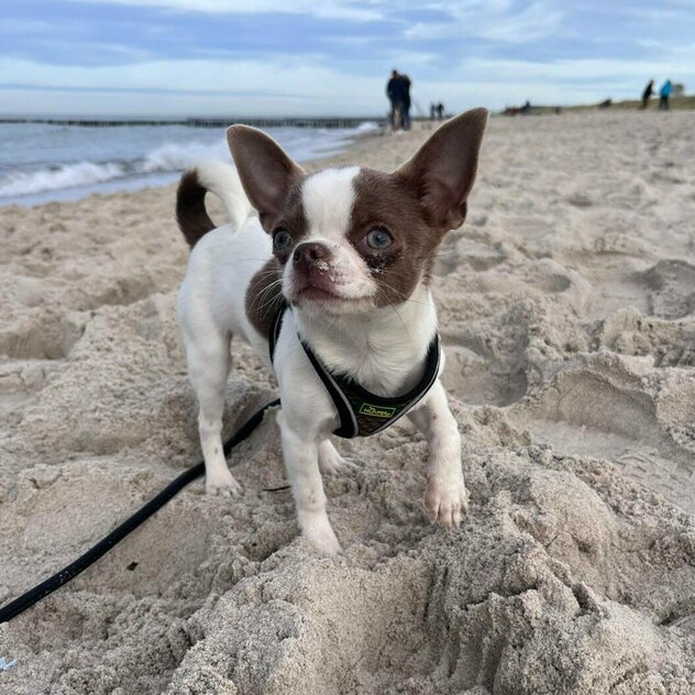 Chihuahua am Strand