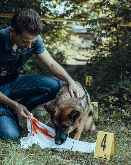 Hund schnüffelt an Kleidungsstück mit Blut