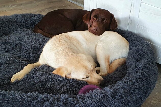 2 Labrador Retriever im Körbchen