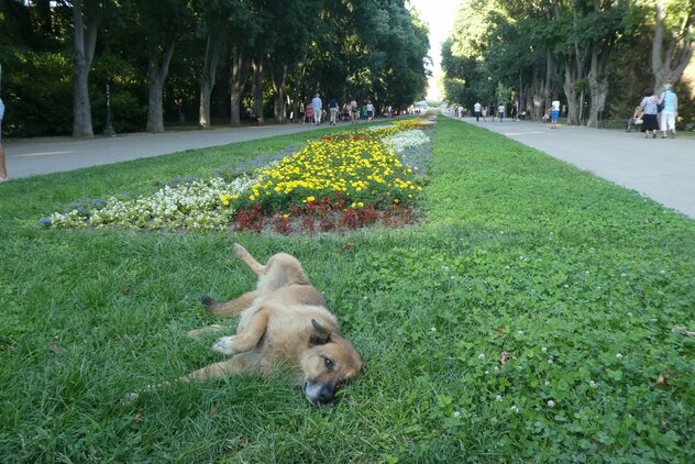 Straßenhund genießt seine Freiheit auf einer Blumenwiese