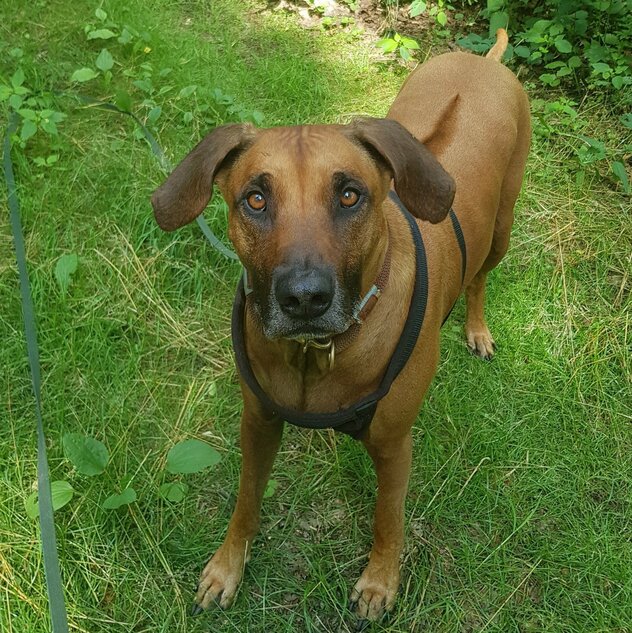 Rhodesian Ridgeback blickt in Kamera