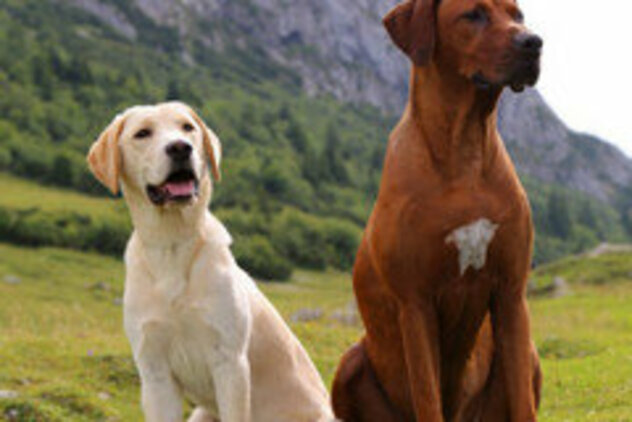 Cooper und Gasira auf Wiese vor Bergen