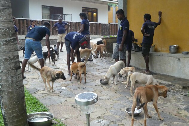 Fütterungszeit in der Dog Care Clinic