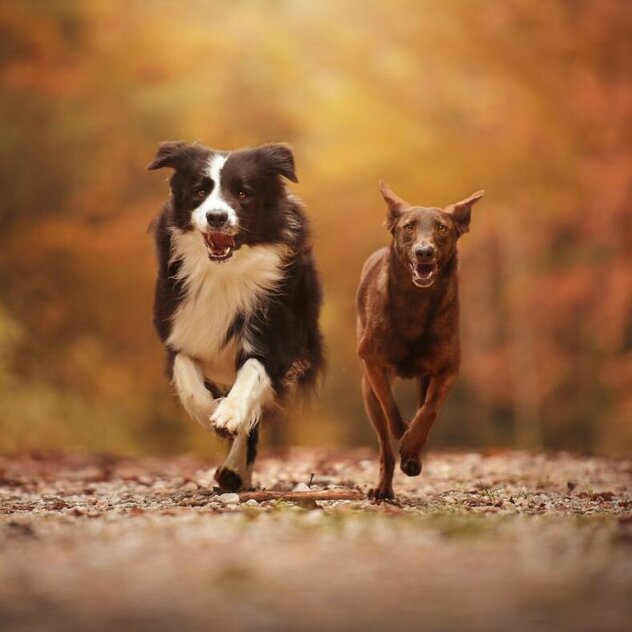 Schwarz weißer Hund und brauner Hund rennen nebeneinander