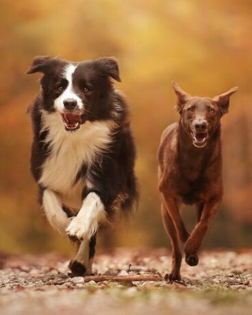 Schwarz weißer Hund und brauner Hund rennen nebeneinander