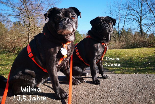 zwei Mopshündinnen mit orange farbenen Geschirren