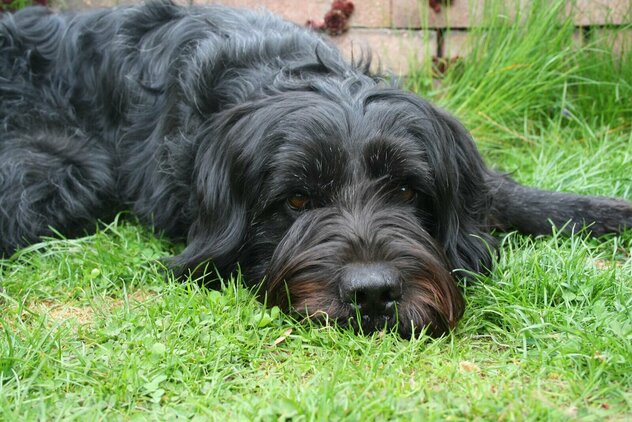 in Wiese liegender schwarzer zotteliger Hund