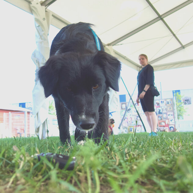 Ein schwarzer Hund läuft schnüffelnd auf die Kamera zu.