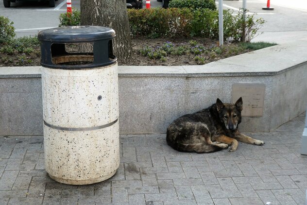 Alter kranker Schäferhund in Varna