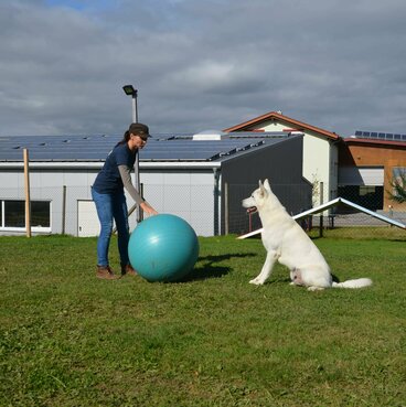 Frauchen bewegt den Ball, während Hund im Sitz wartet.