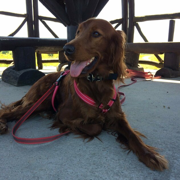 glückliche Irish Setter Hündin mit rotem Geschirr