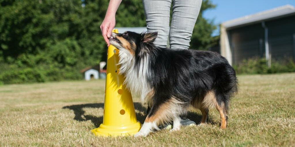 Hund wird mit Futter an der Schnauze um die Pylone geführt