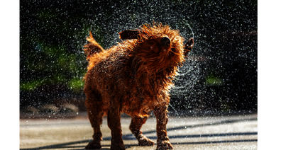 brauner Hund schüttelt Wasser aus seinem Fell