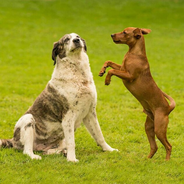 Großer massiger Hund zeigt dem kleineren Hund gegenüber Demutsgesten.