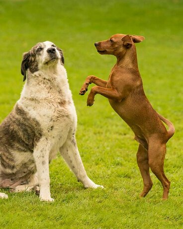 Großer massiger Hund zeigt dem kleineren Hund gegenüber Demutsgesten.